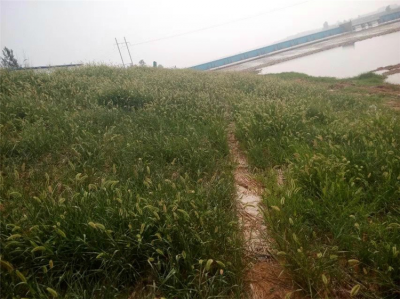 大沽河生態混凝土效果